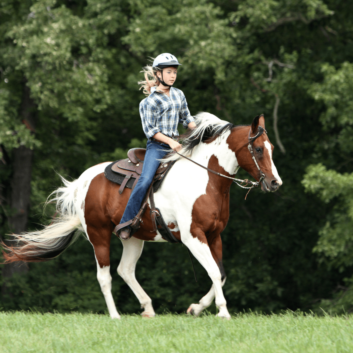 Alianza EQUUS